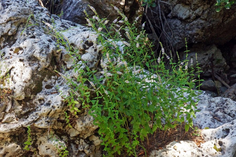 Mentha suaveolens subsp. insularis